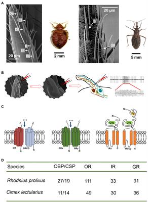 The Olfactory Chemosensation of Hematophagous Hemipteran Insects